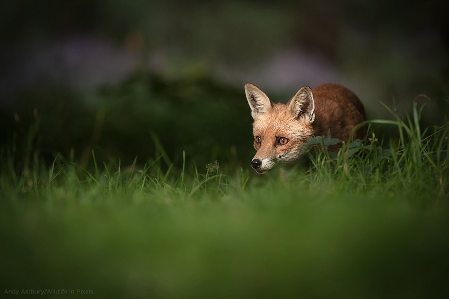 fox of the moment